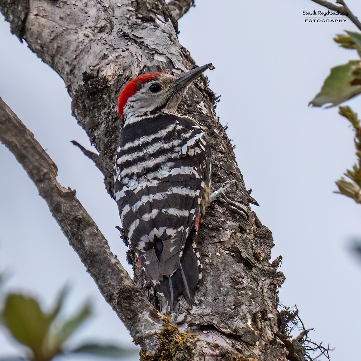 Stripe-breasted Woodpecker - ML617594493