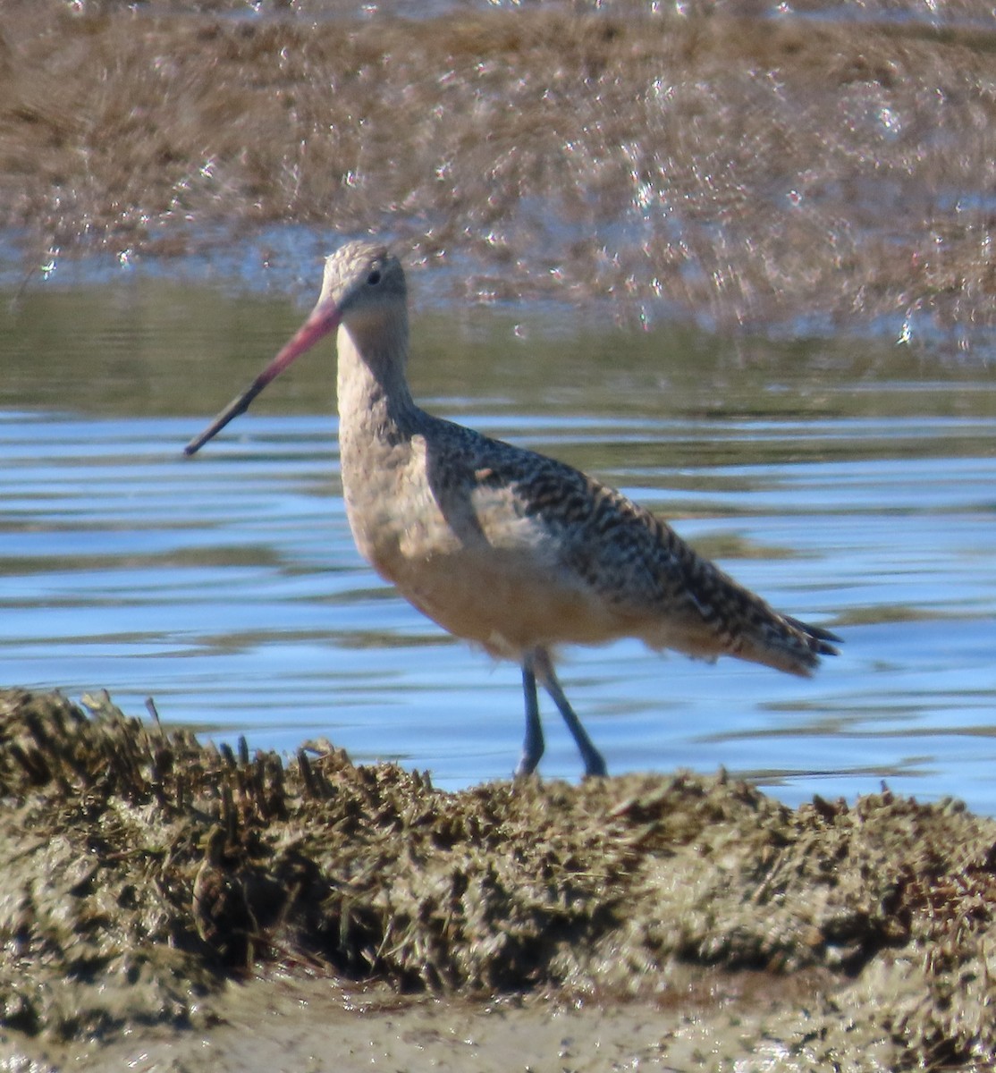 Marbled Godwit - The Spotting Twohees