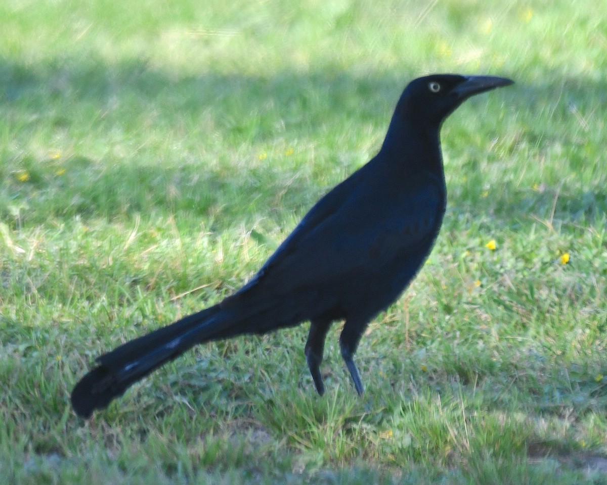 Great-tailed Grackle - ML617594527
