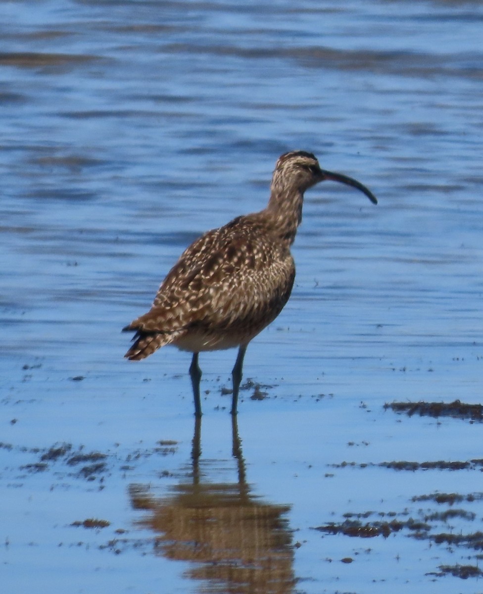 Whimbrel - The Spotting Twohees