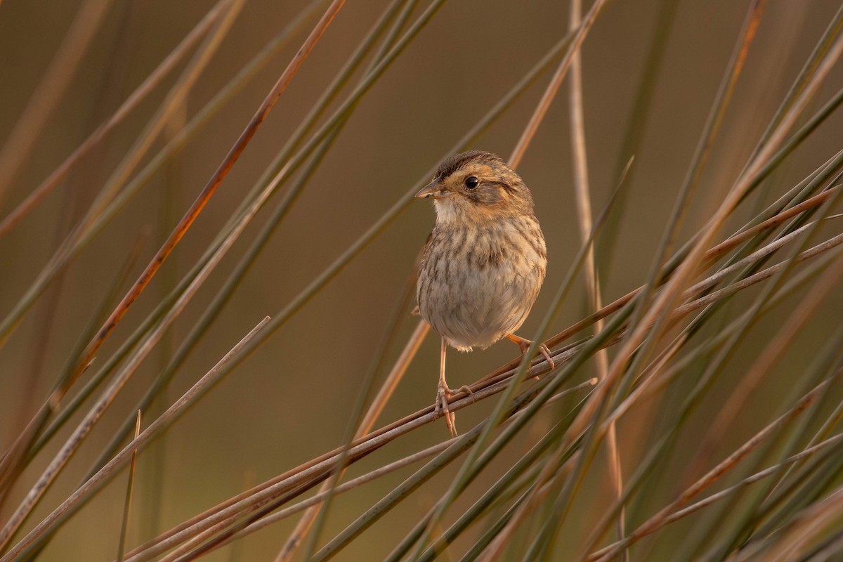 Nelson's Sparrow - Amiel Hopkins