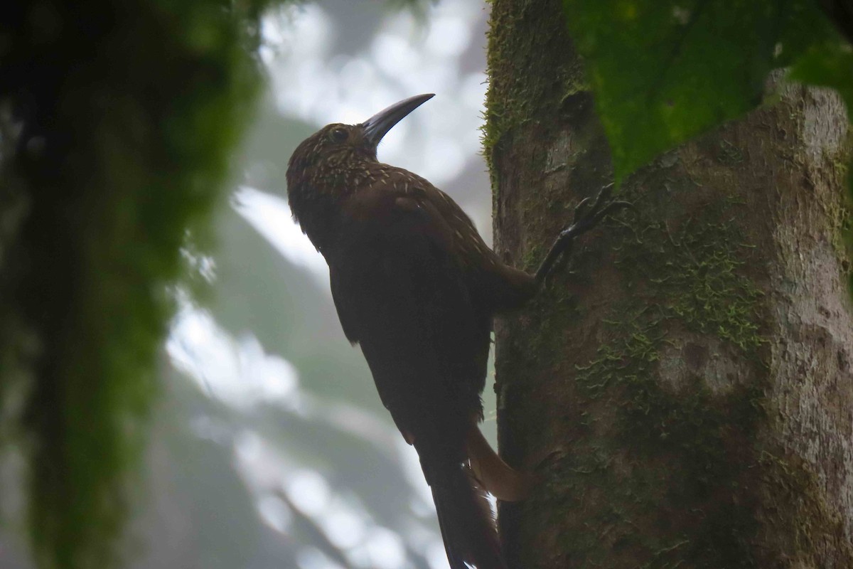 Strong-billed Woodcreeper - ML617594593