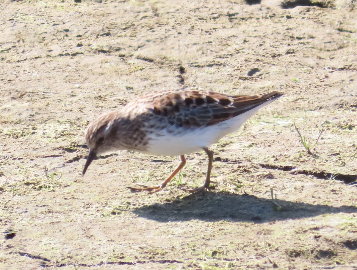 Least Sandpiper - The Spotting Twohees