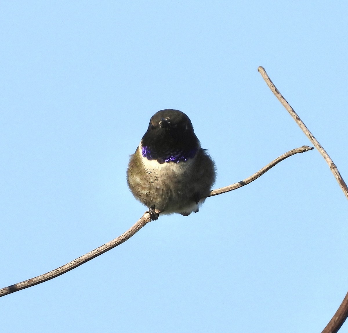 Black-chinned Hummingbird - ML617594647