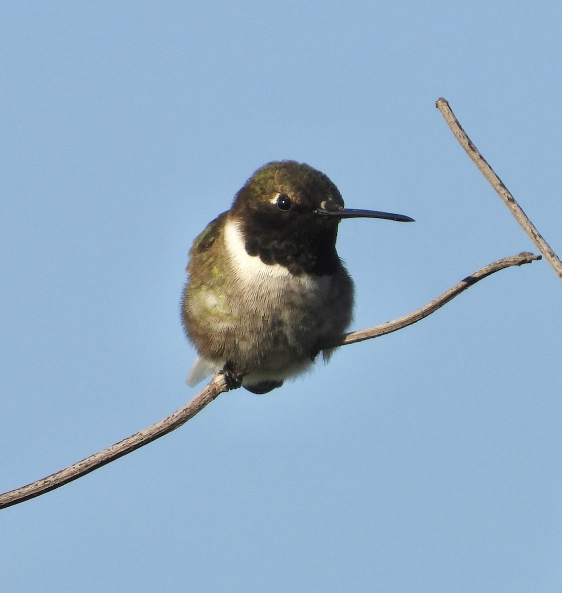 Black-chinned Hummingbird - ML617594648