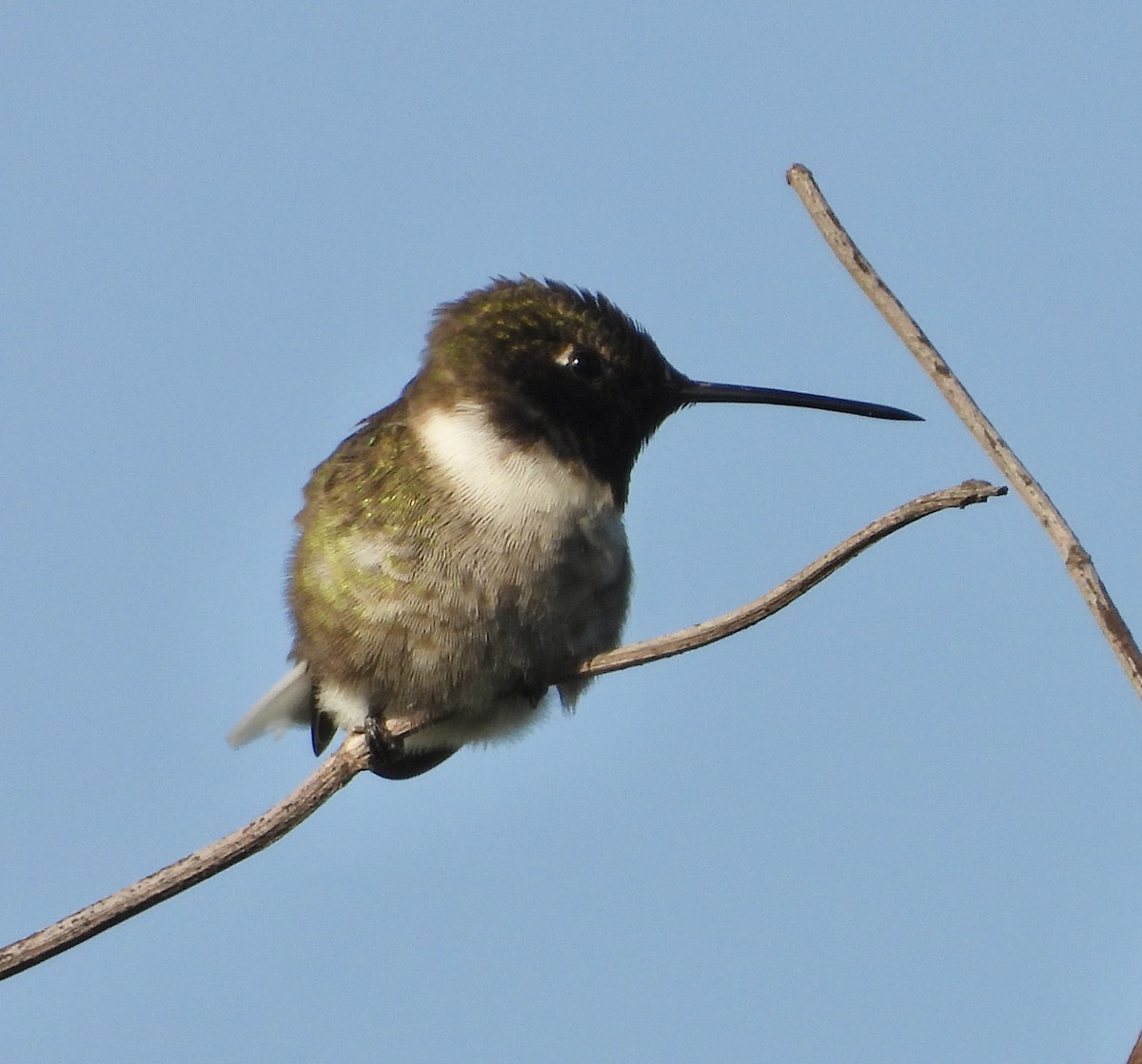 Black-chinned Hummingbird - ML617594649
