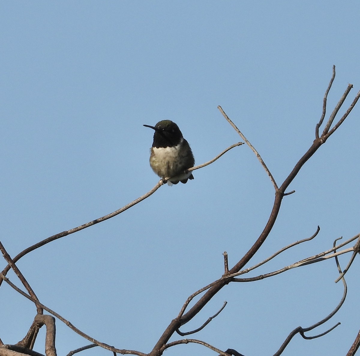 Black-chinned Hummingbird - Roee Astor