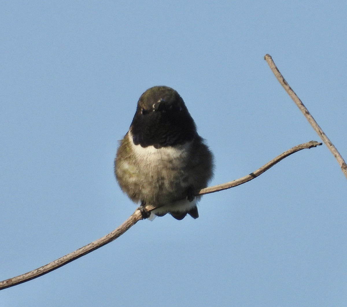 Black-chinned Hummingbird - ML617594651