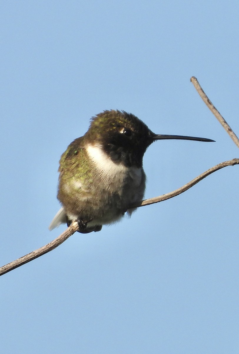 Black-chinned Hummingbird - ML617594652
