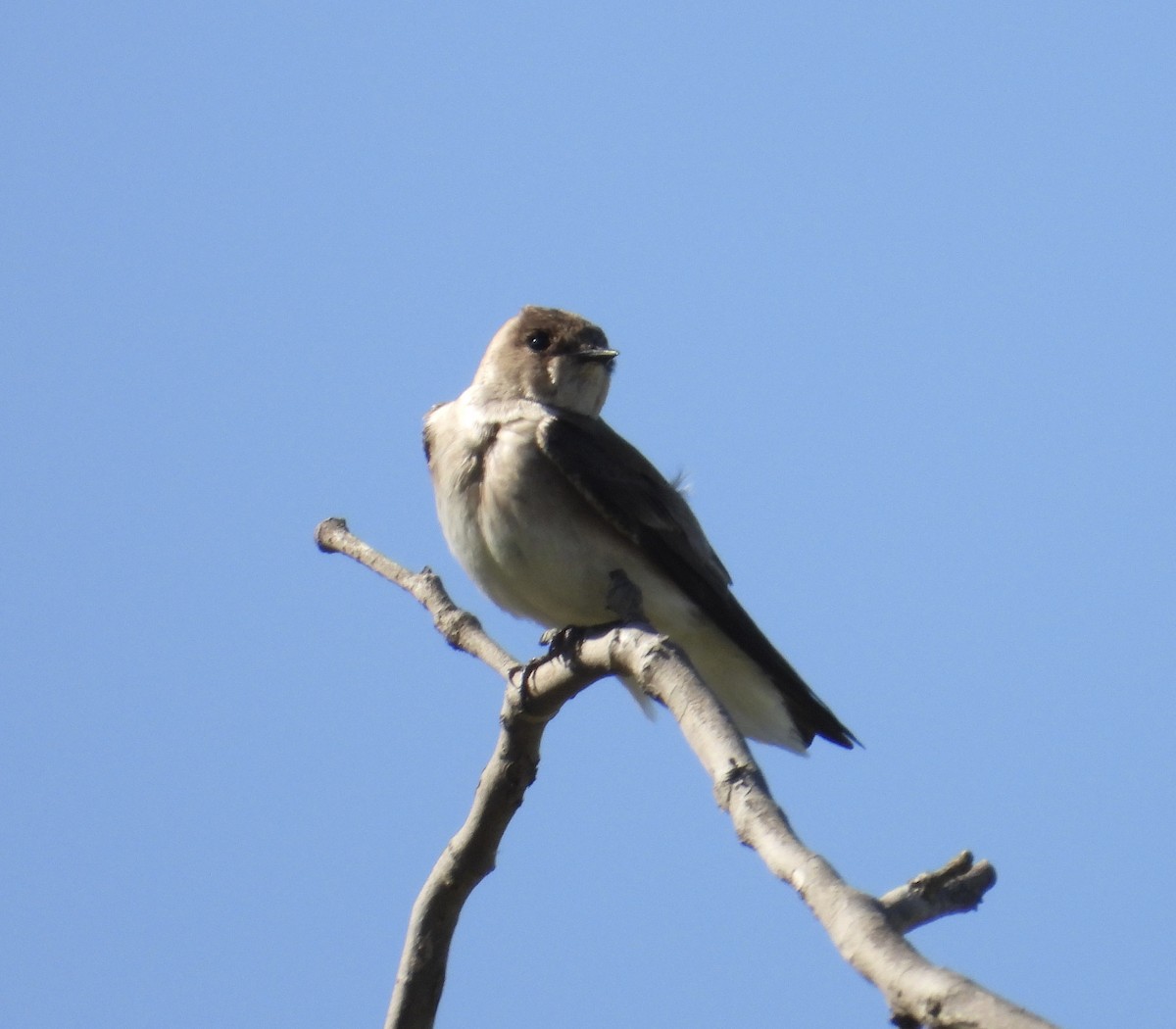Northern Rough-winged Swallow - ML617594677