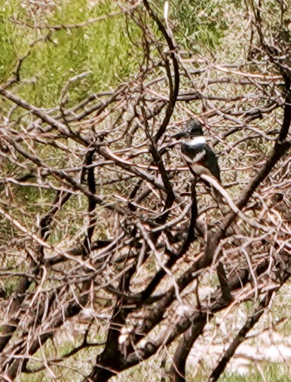 Belted Kingfisher - ML617594708