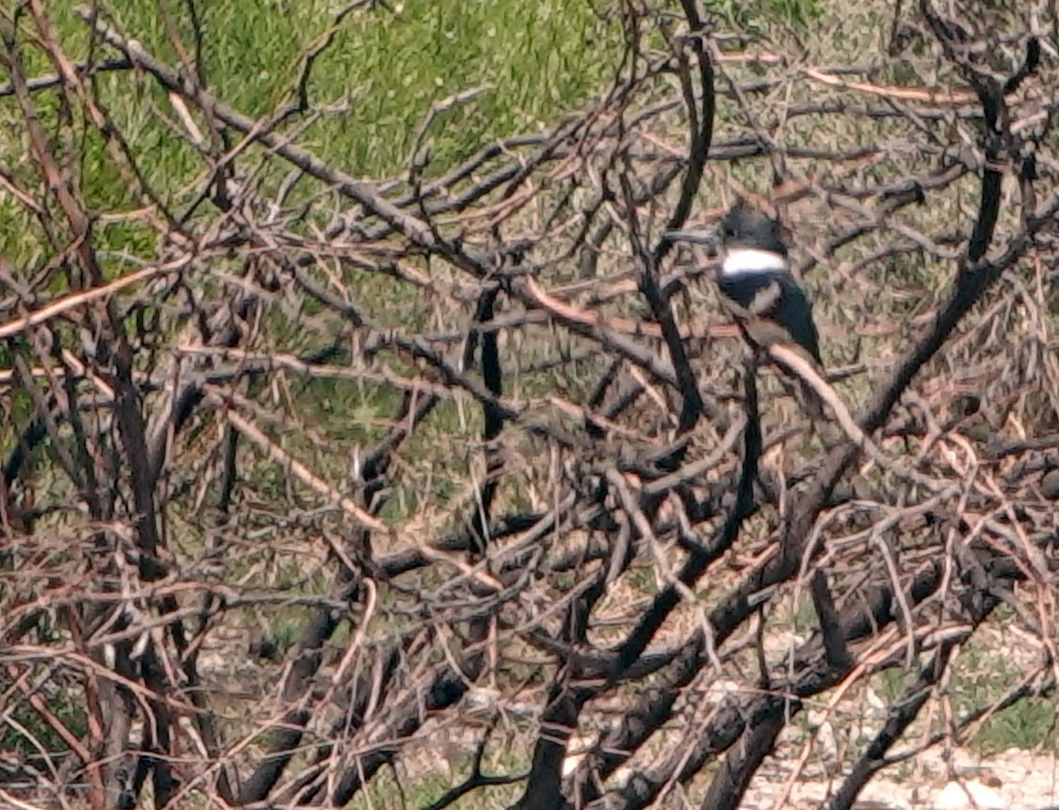 Belted Kingfisher - ML617594709