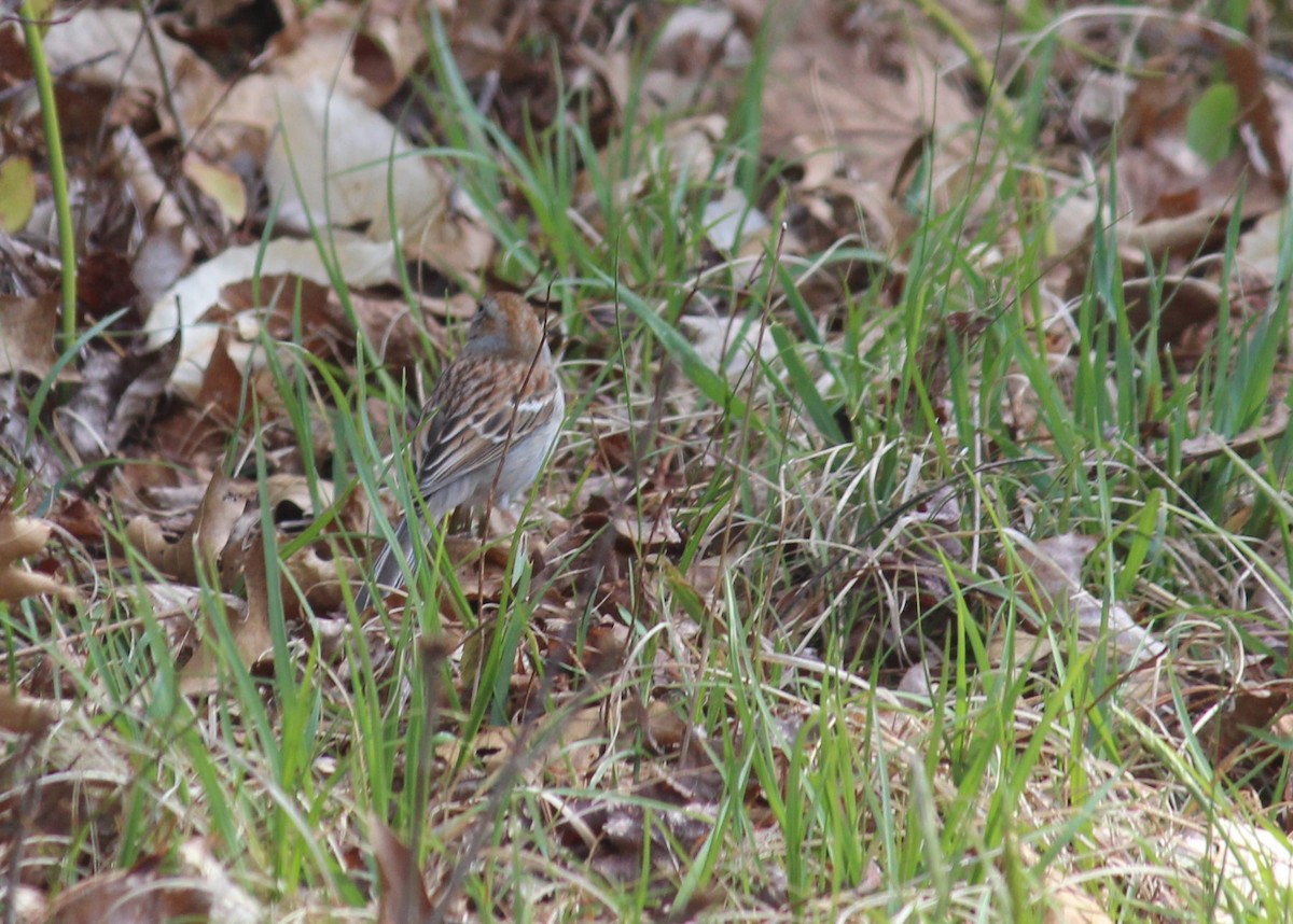 Field Sparrow - ML617594713