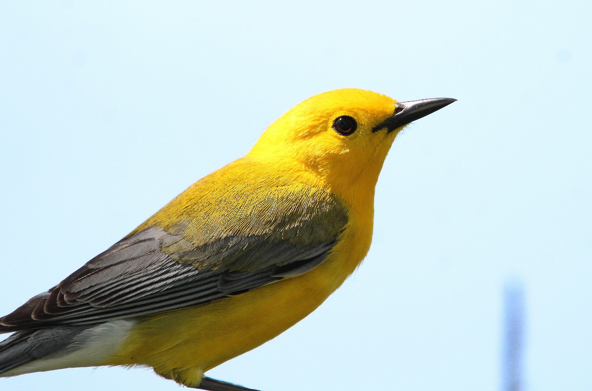 Prothonotary Warbler - ML617594752