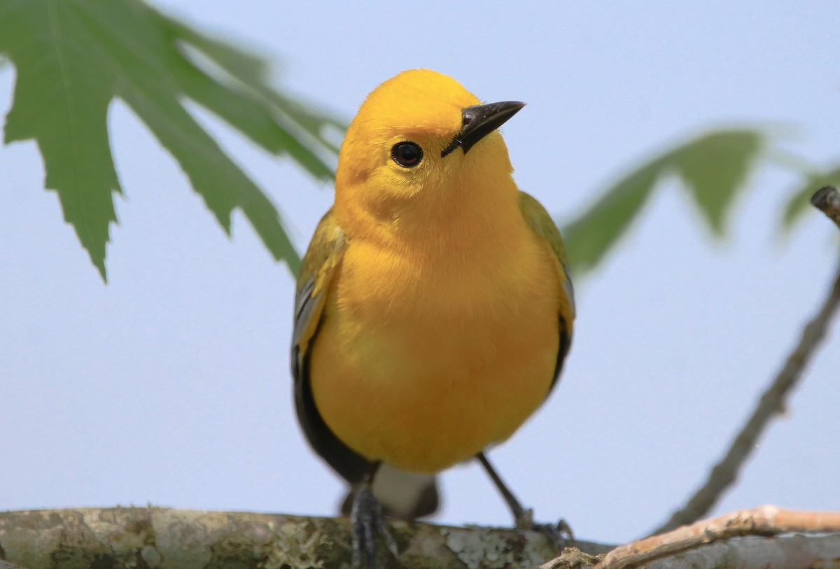 Prothonotary Warbler - ML617594753