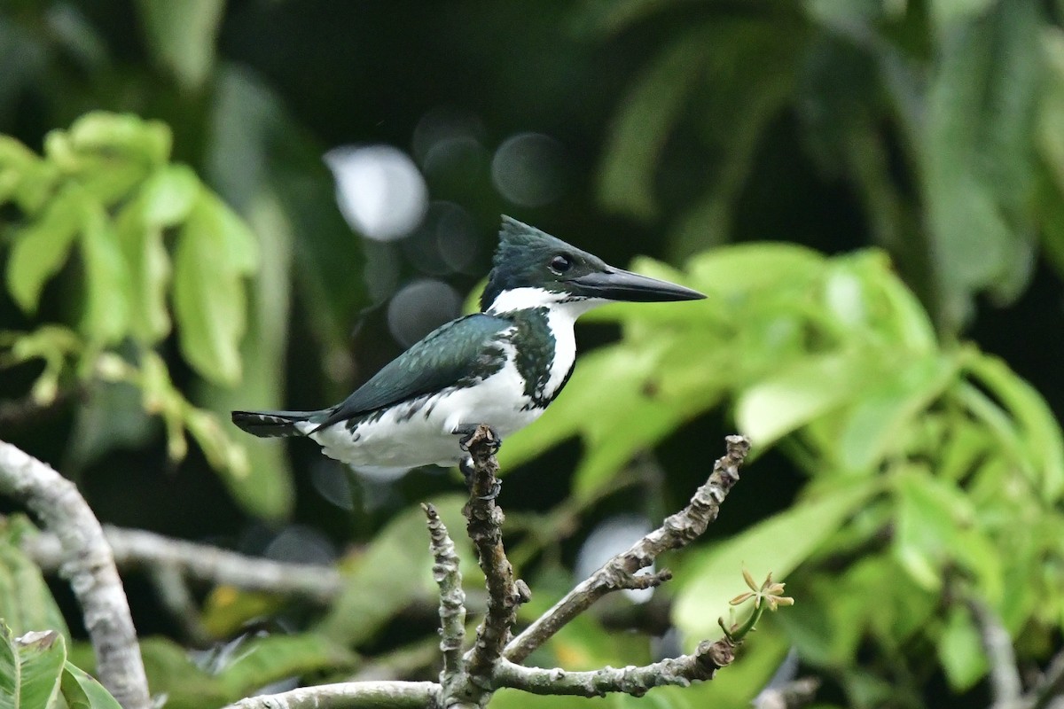 Amazon Kingfisher - ML617594755