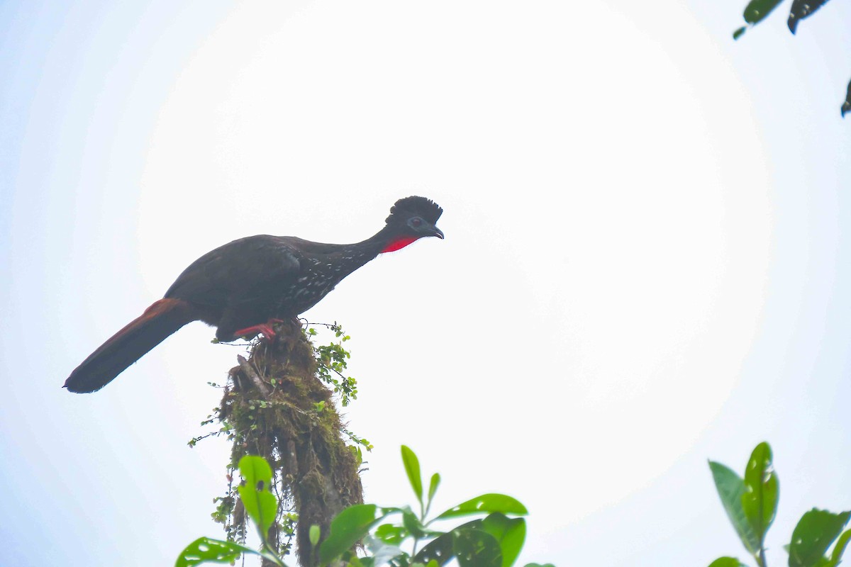 Crested Guan - ML617594756