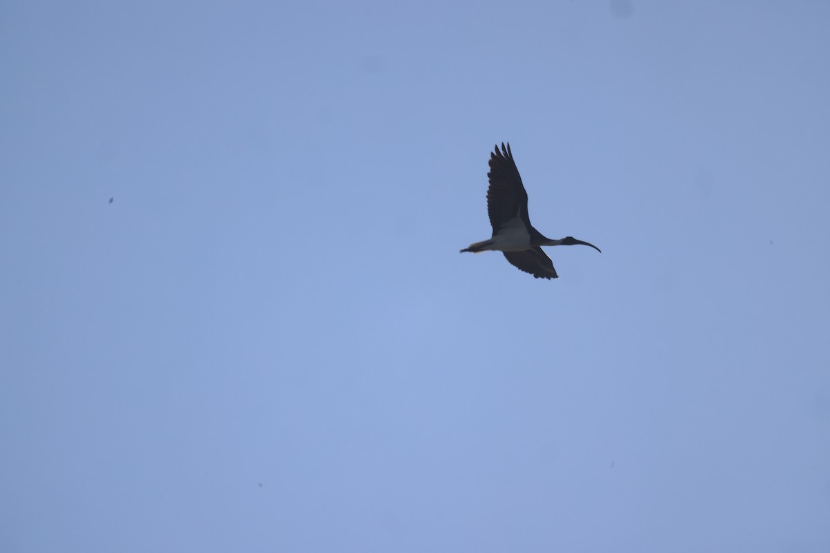ibis slámokrký - ML617594758