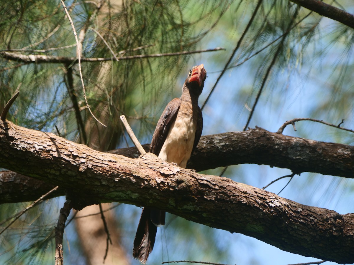 Crowned Hornbill - Brett Hartl