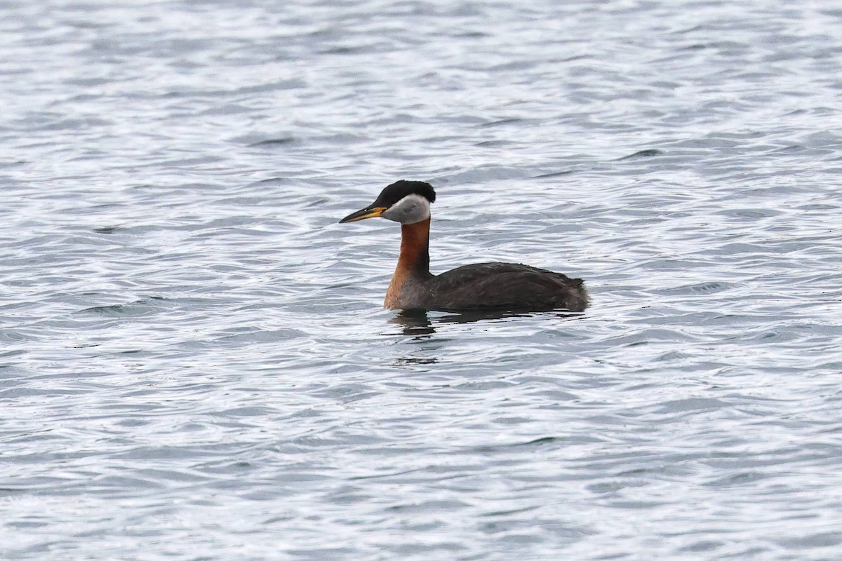 Red-necked Grebe - ML617594798