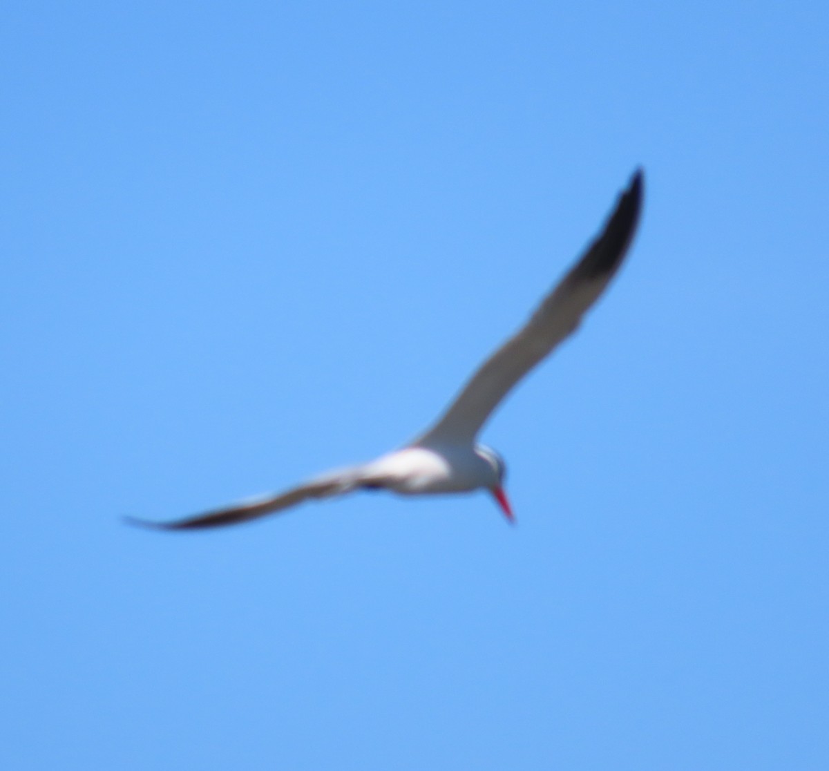 Caspian Tern - The Spotting Twohees