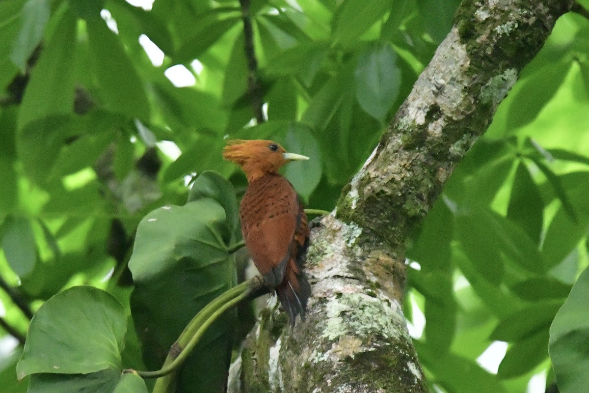 Chestnut-colored Woodpecker - ML617594833