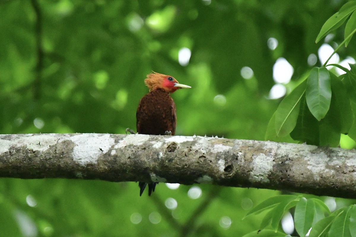 Chestnut-colored Woodpecker - ML617594834