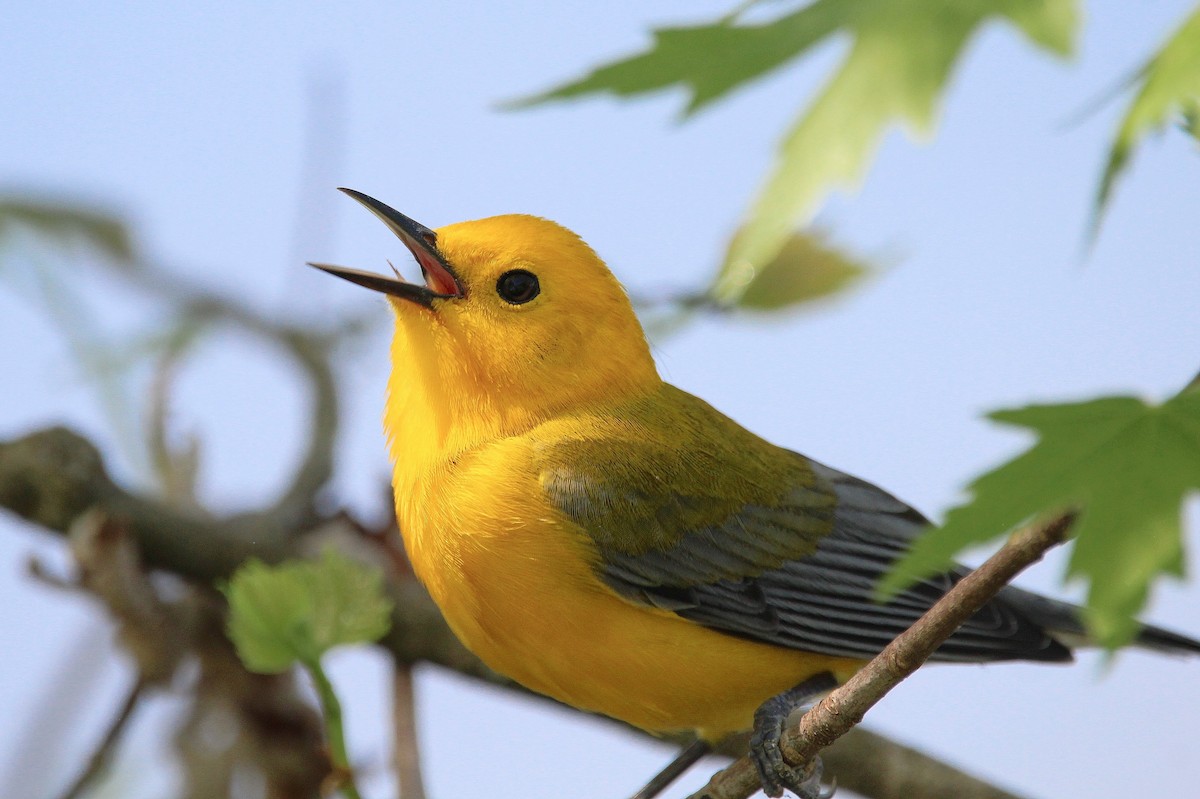 Prothonotary Warbler - ML617594835