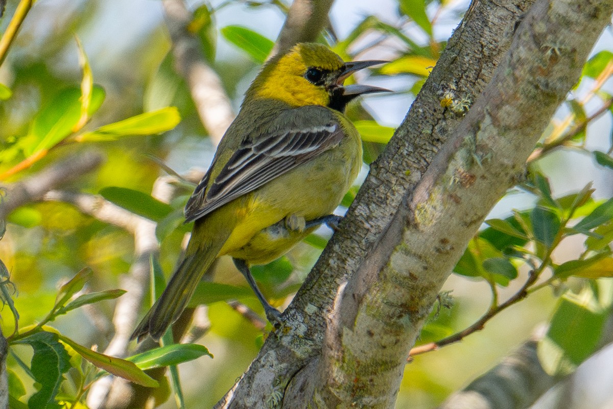 Orchard Oriole - ML617594859