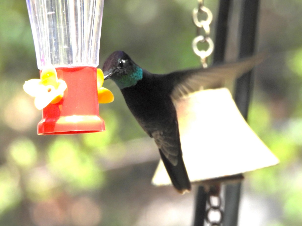 Black-chinned Hummingbird - ML617594888