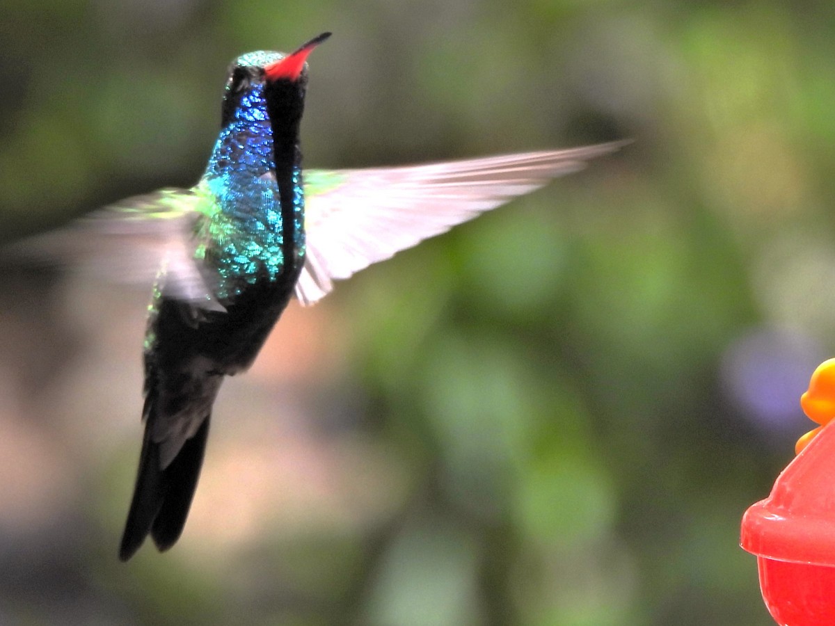 Broad-billed Hummingbird - ML617594895