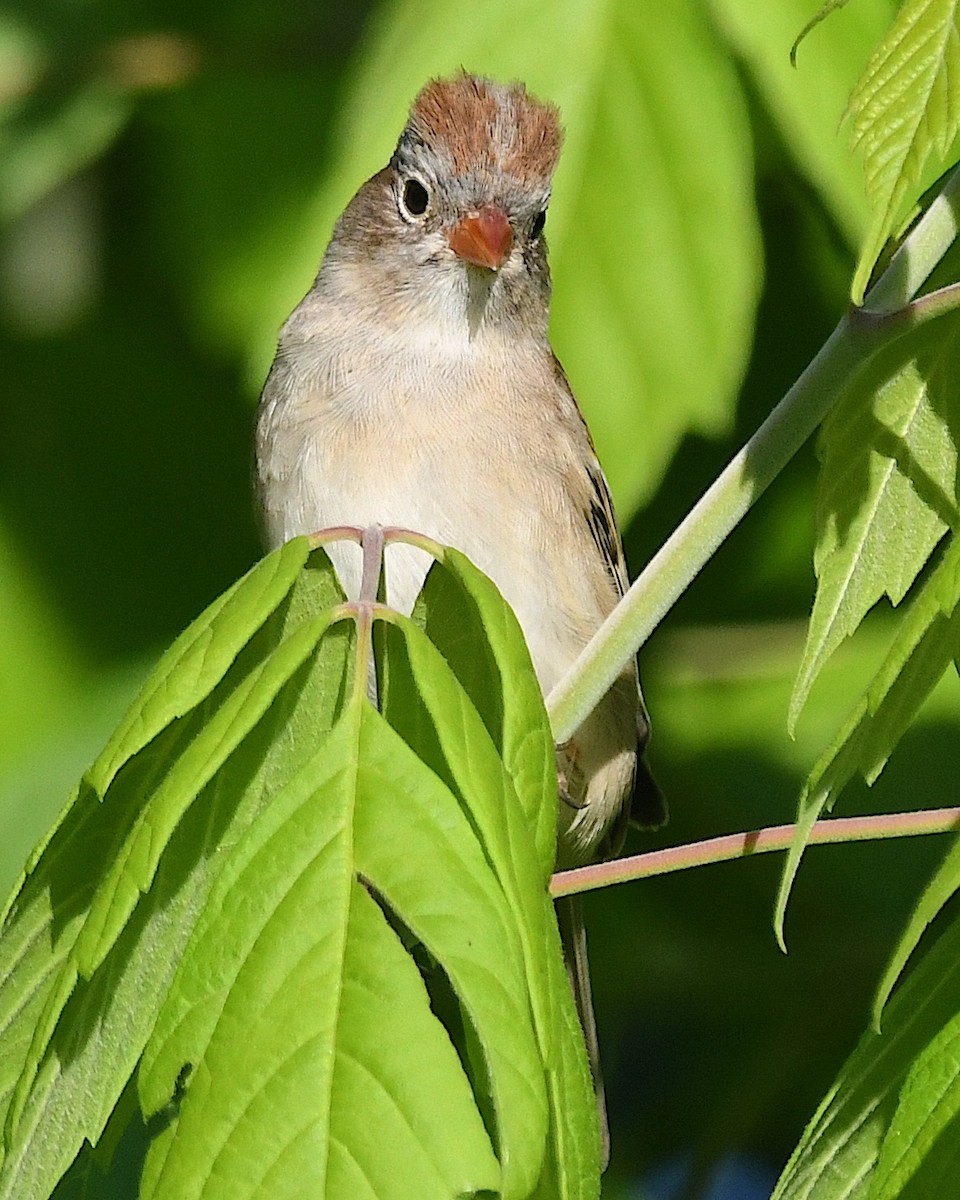 Field Sparrow - Ted Wolff