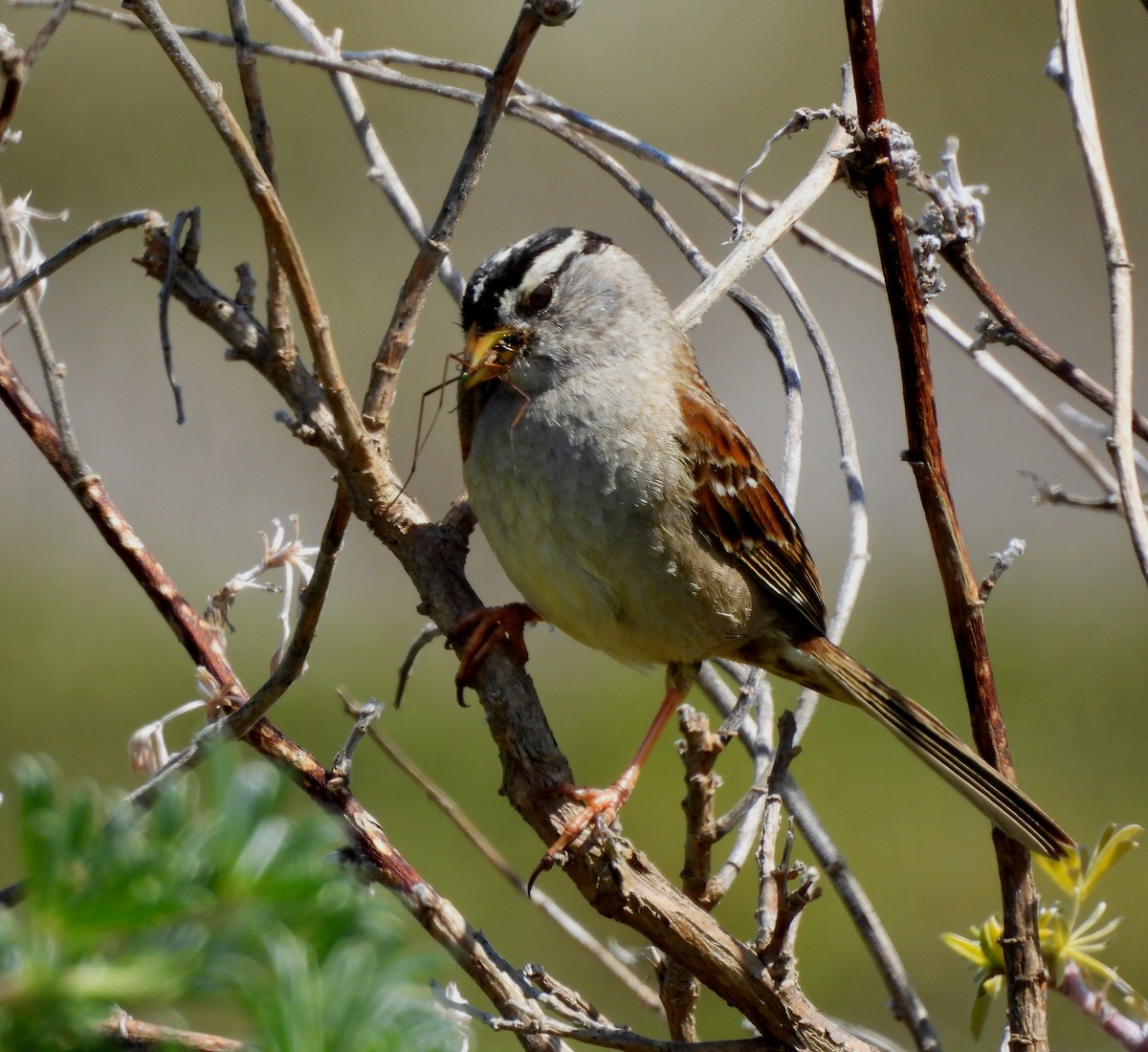 White-crowned Sparrow - ML617594923