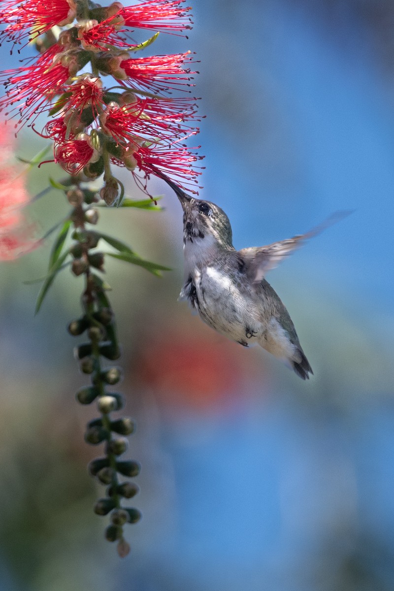 eBird Checklist - 18 Apr 2024 - Crown Valley Community Park & Niguel ...