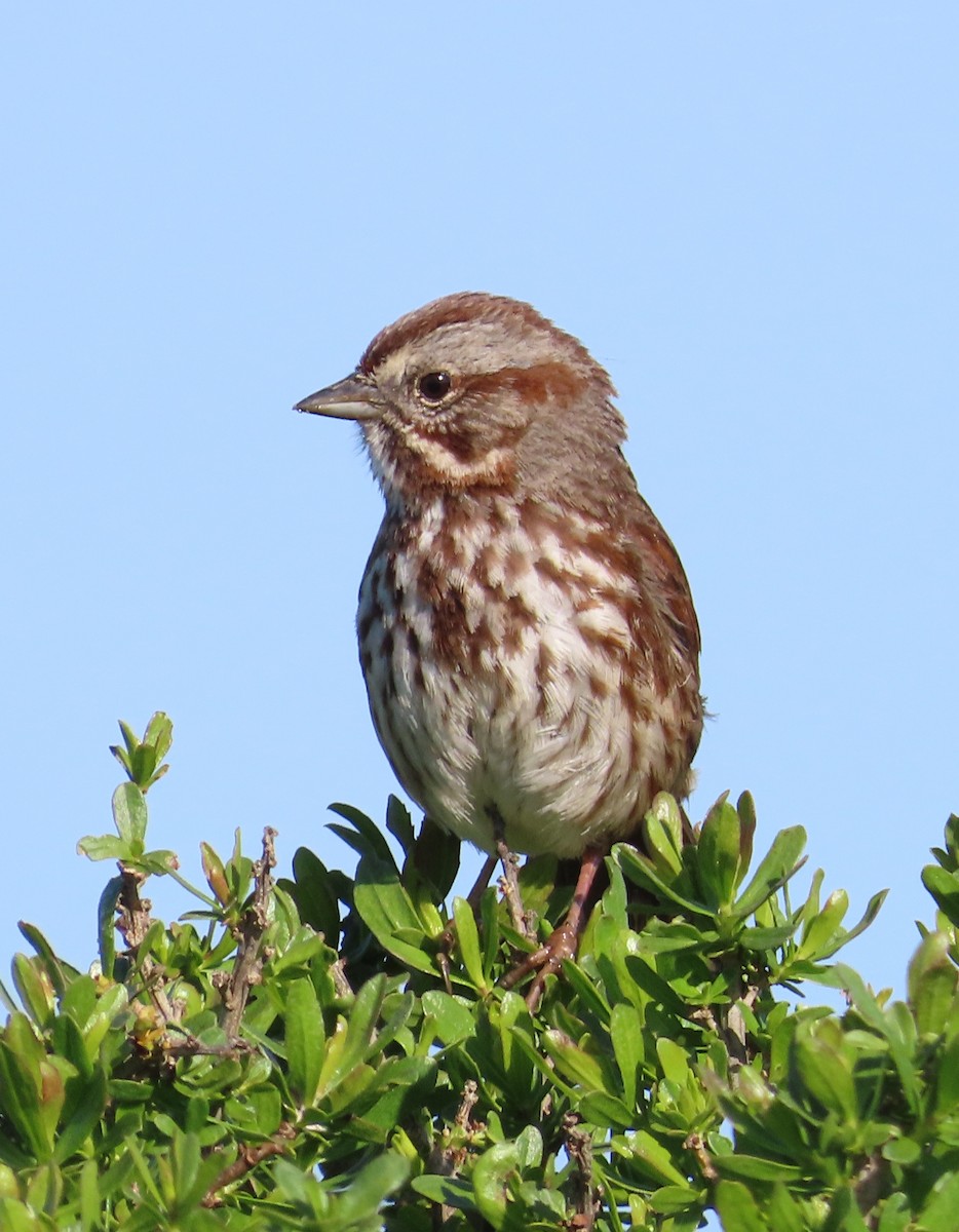 Song Sparrow - The Spotting Twohees