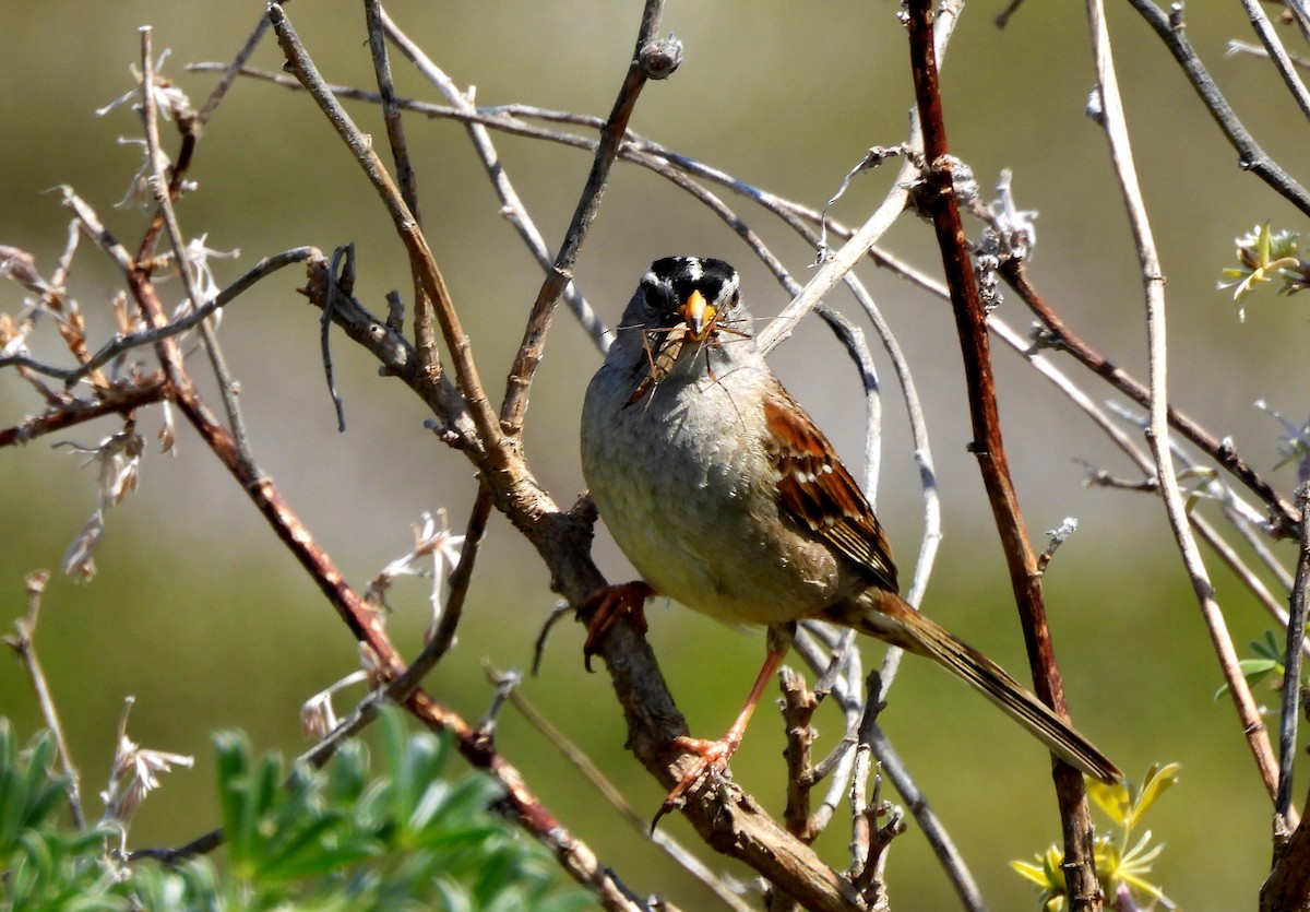 White-crowned Sparrow - ML617594944