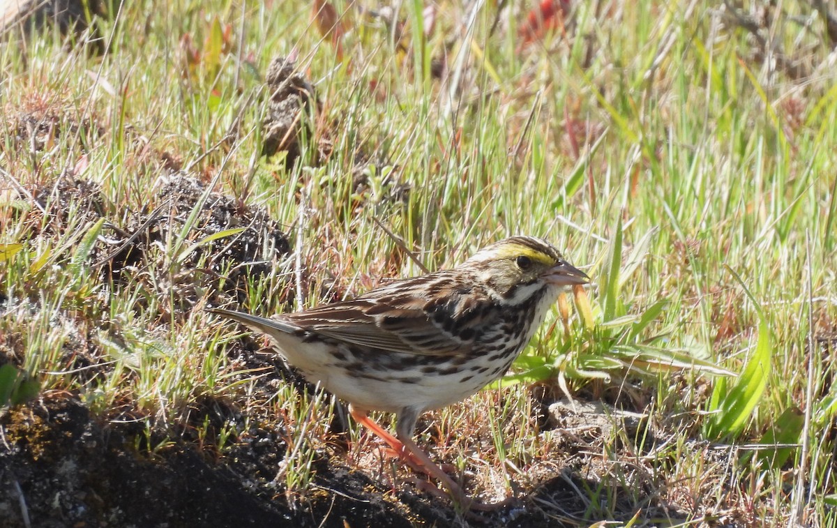 Savannah Sparrow - ML617594949