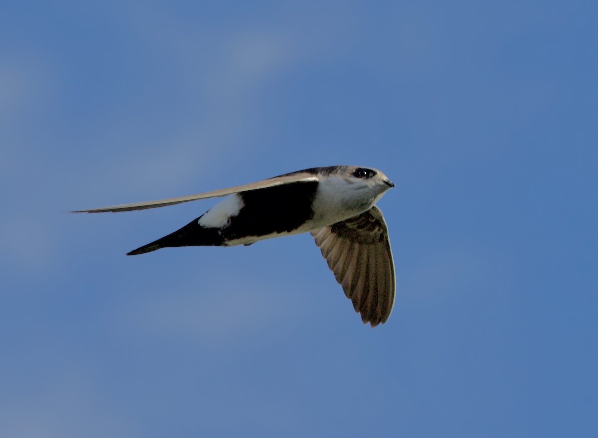 White-throated Swift - ML617594950