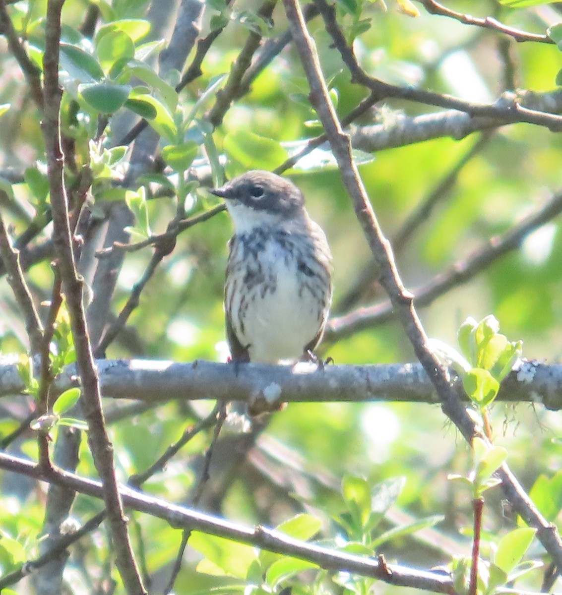 Yellow-rumped Warbler (Myrtle) - The Spotting Twohees