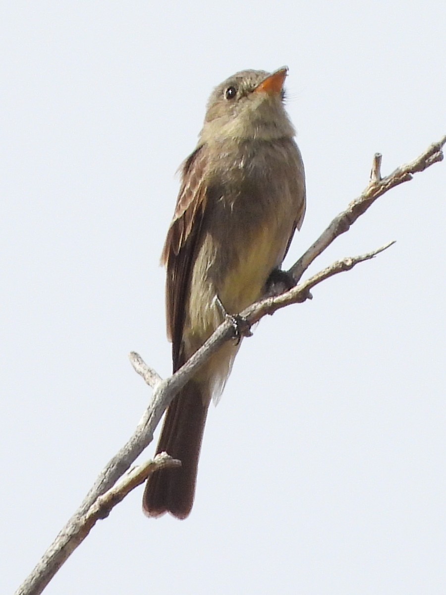 Greater Pewee - ML617594995