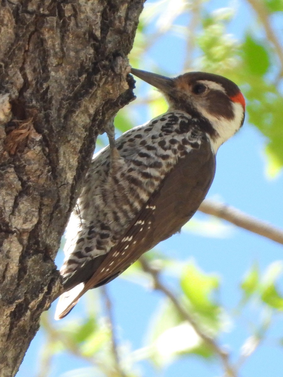 Arizona Woodpecker - ML617594997
