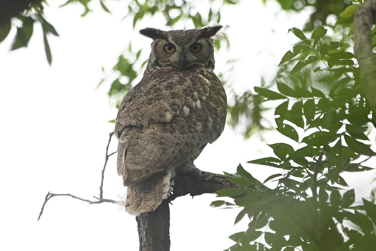Great Horned Owl - ML617595025