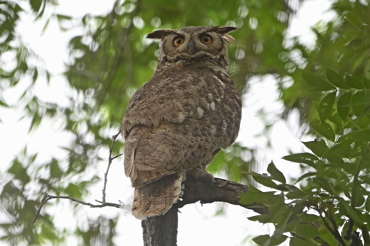 Great Horned Owl - ML617595026