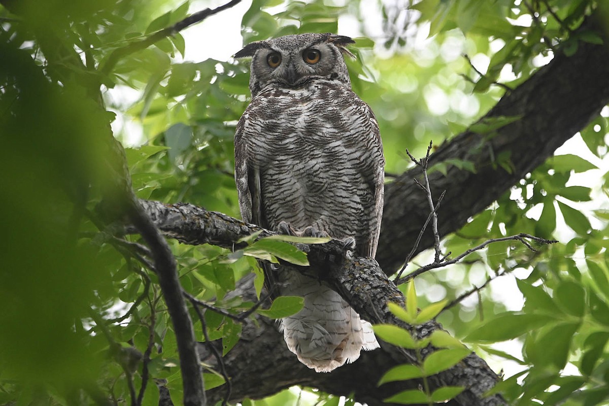 Great Horned Owl - ML617595027