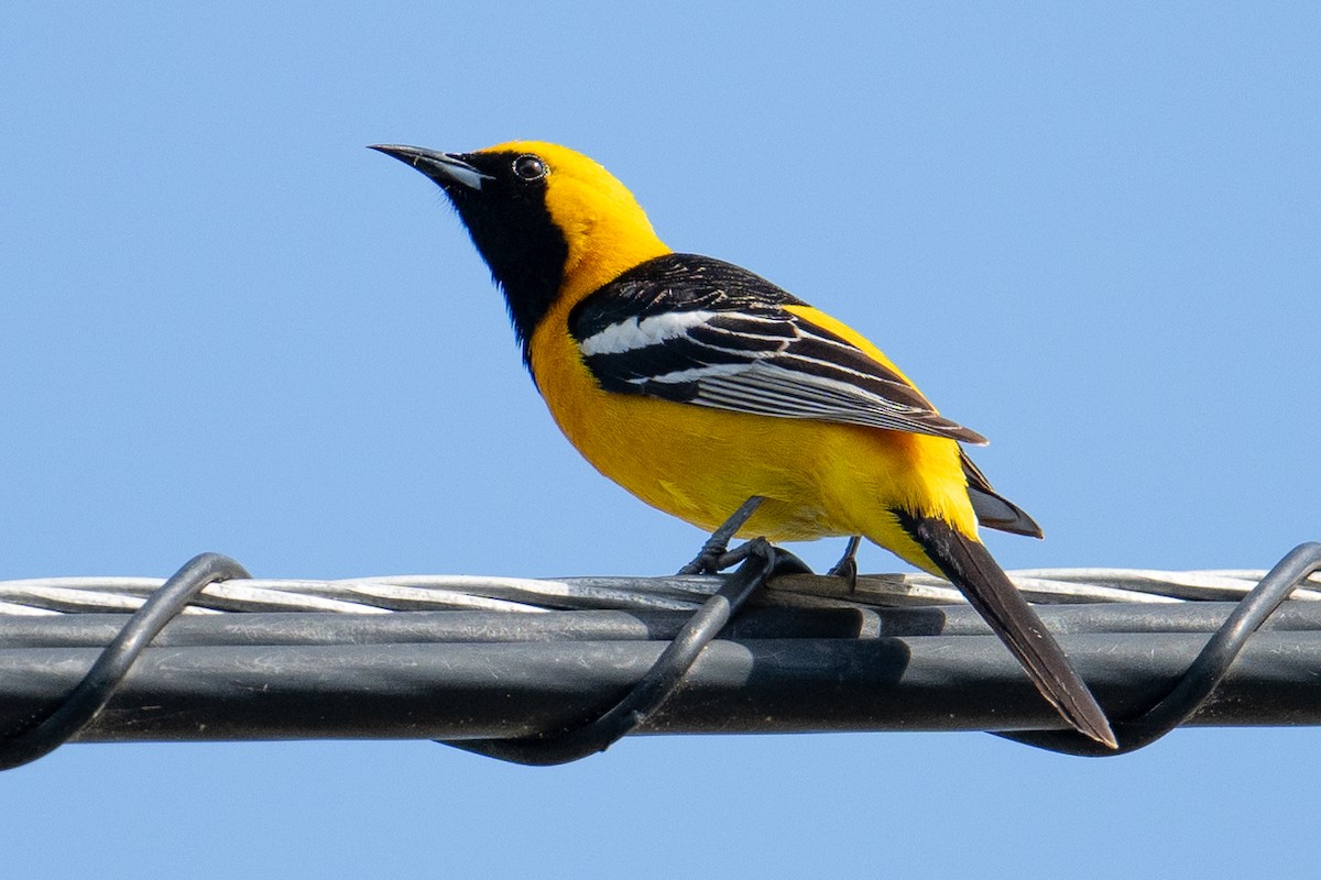 Hooded Oriole (nelsoni Group) - ML617595031