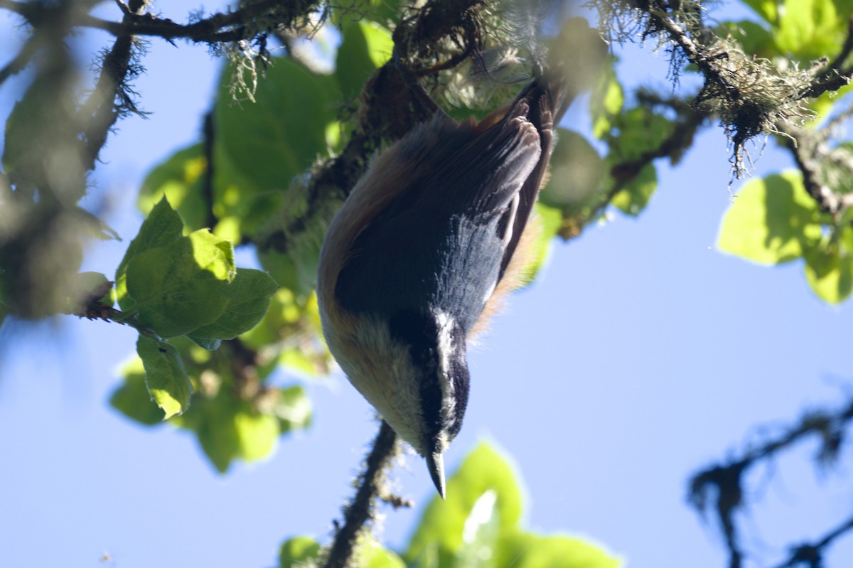 Red-breasted Nuthatch - ML617595035