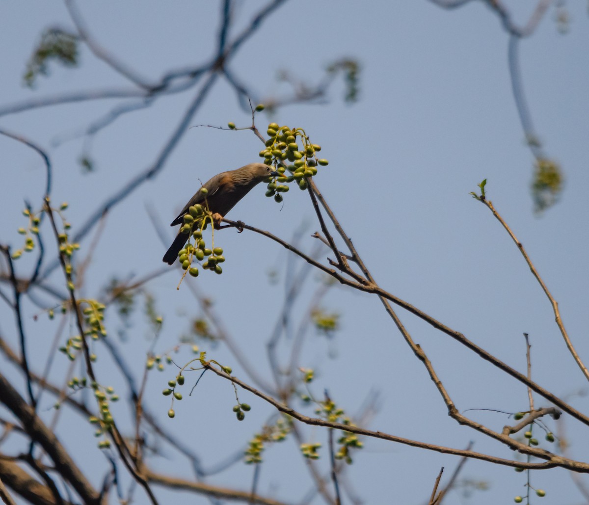 Chestnut-tailed Starling - ML617595085