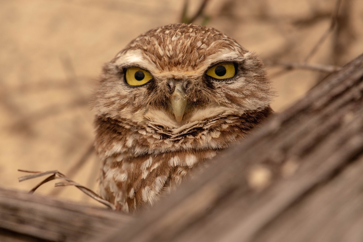 Burrowing Owl - ML617595086