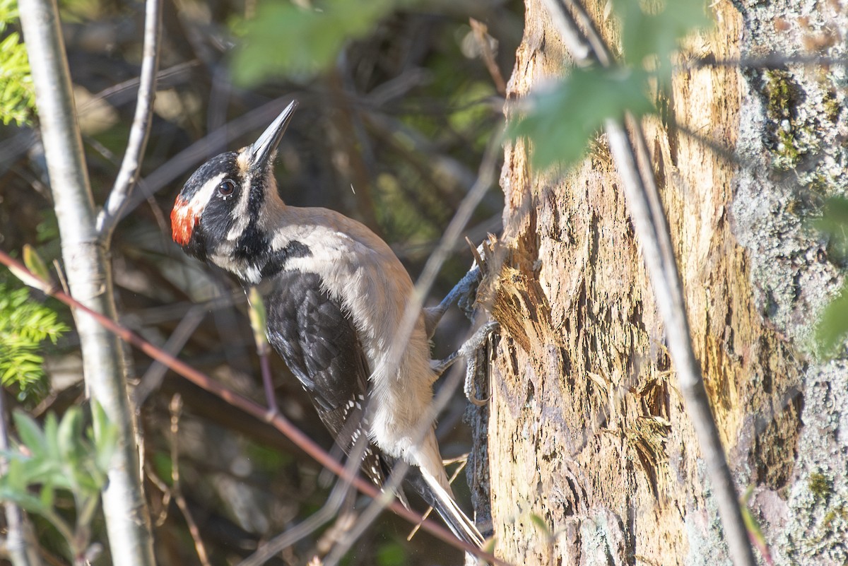 Hairy Woodpecker - ML617595094