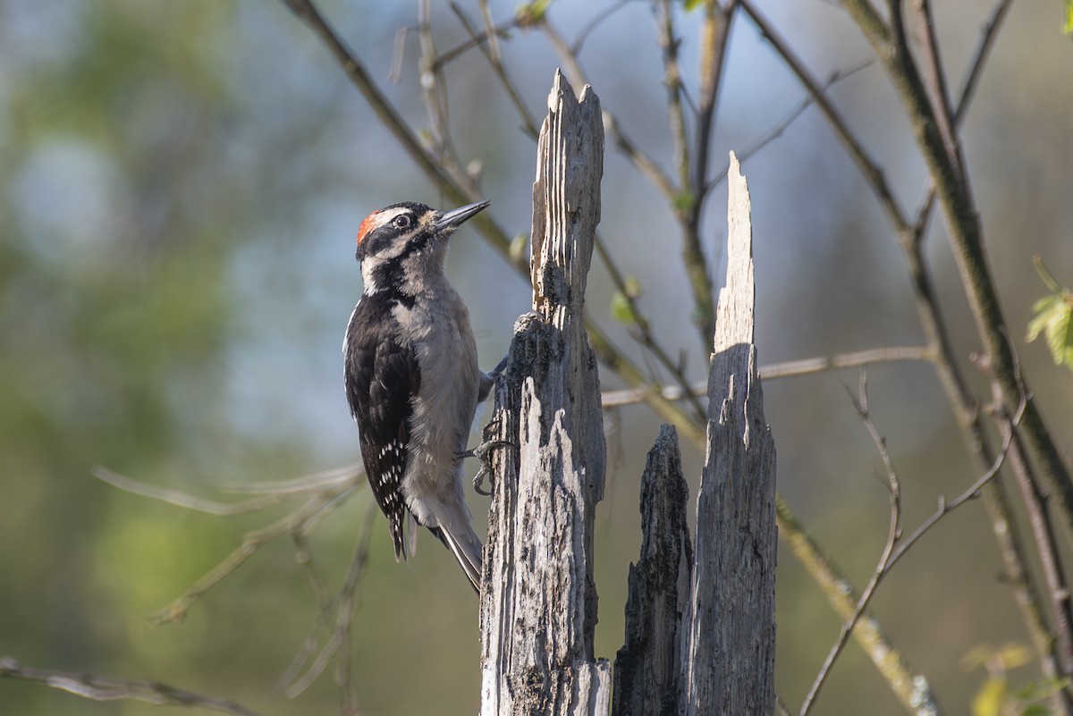 Hairy Woodpecker - Ed Kingma